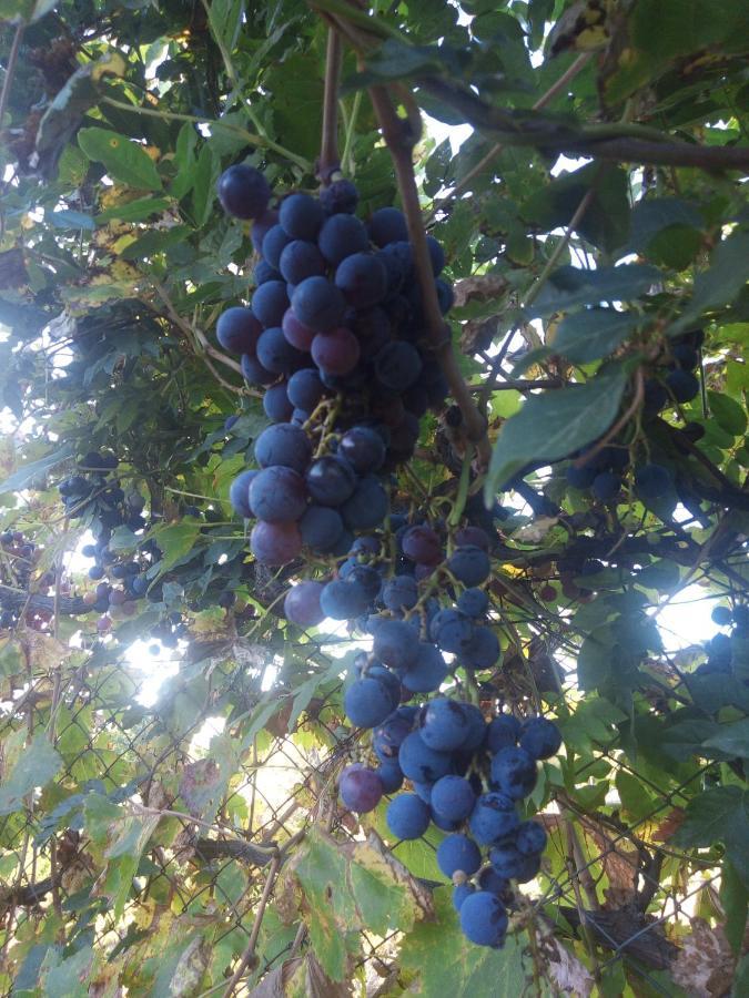 Loft Los Cerezos En Vistalba, Zona De Vinedos Y Bodegas Lujan de Cuyo Zewnętrze zdjęcie