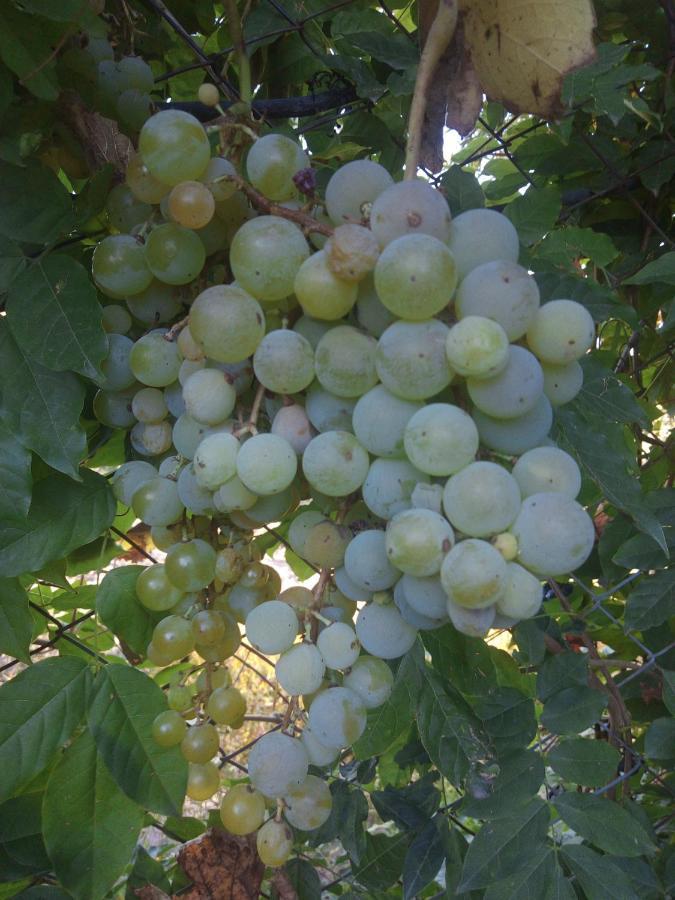 Loft Los Cerezos En Vistalba, Zona De Vinedos Y Bodegas Lujan de Cuyo Zewnętrze zdjęcie